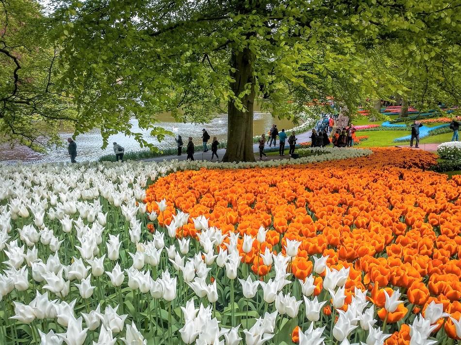 Keukenhof Tulip Garden 2020 The Perfect Amsterdam Day Trip