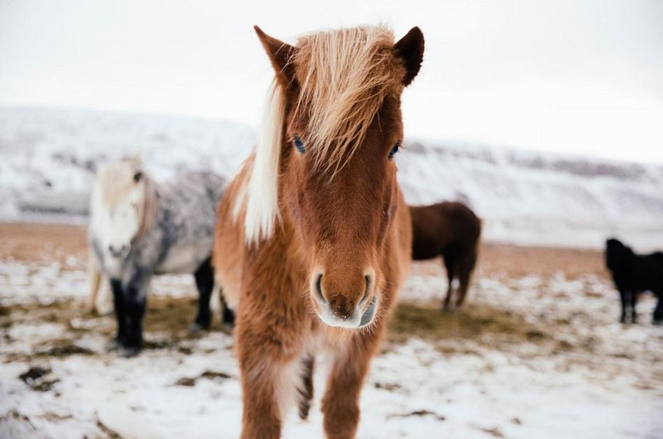 Icelandic horses