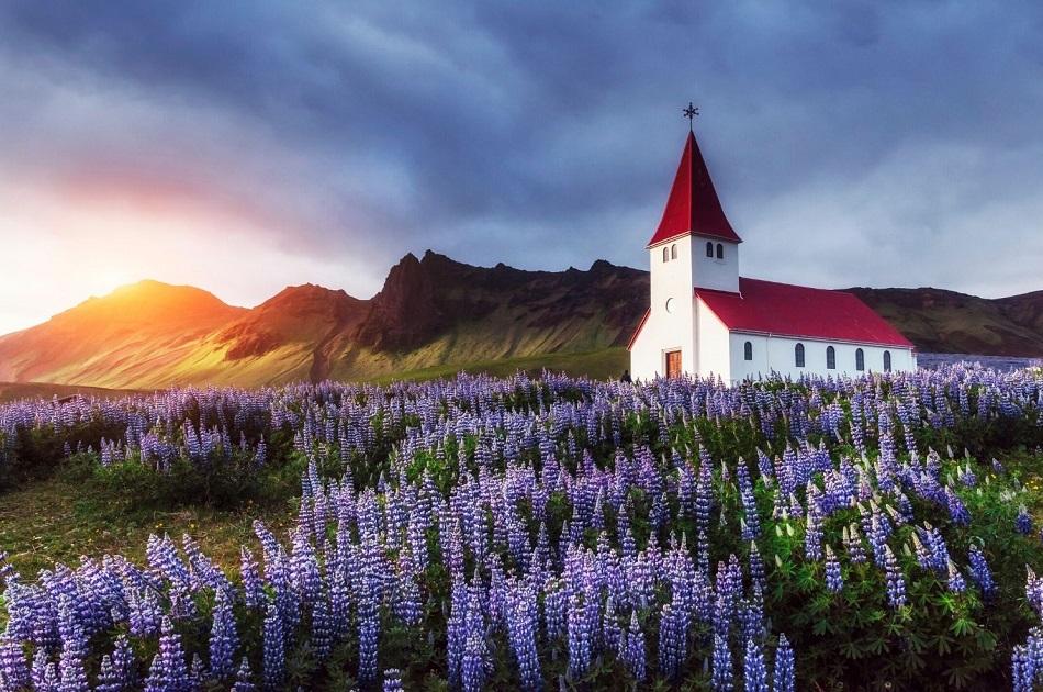 White church with red roof in Iceland surrounded by purple flowers