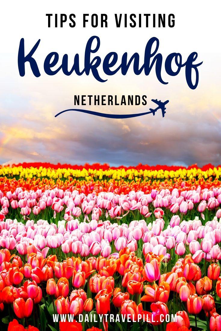 Keukenhof tulip garden Netherlands