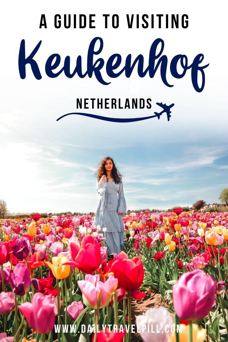 Keukenhof tulip garden Netherlands