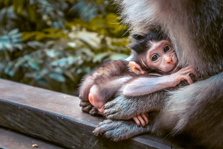 Macaca Fascicularis monkey baby at Sacred Monkey Forest Sanctuary Ubud