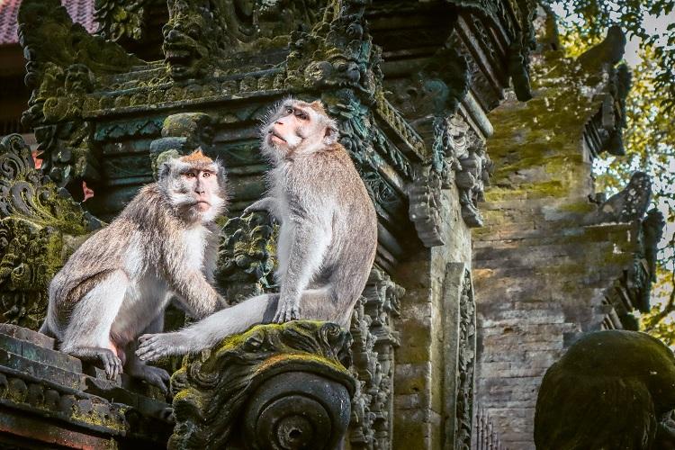 Monkeys sitting on a temple at Sacred Monkey Forest Sanctuary Ubud, Bali