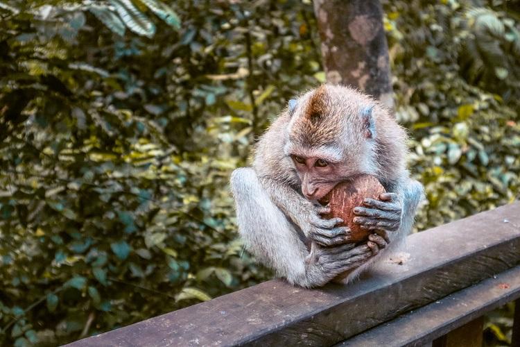 Macaca fascicularis monkey eating a coconut at Sacred Monkey Forest Sanctuary Ubud