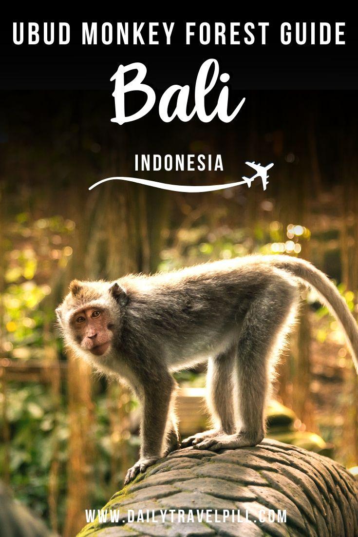 Visiting the Ubud Monkey Forest in Bali