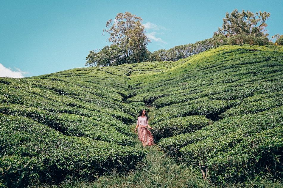 Cameron Highlands one day trip - with prices and bonus ...
