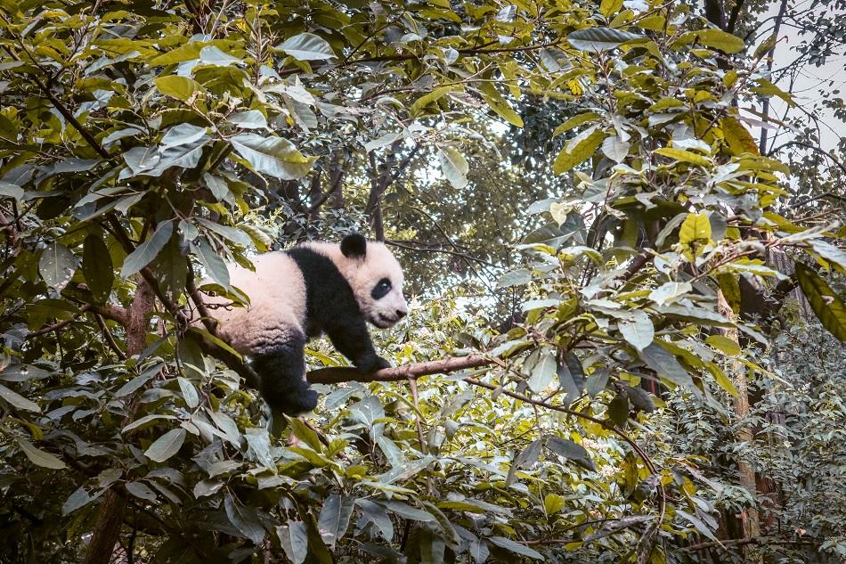 Giant Panda Research Base Chengdu - baby panda
