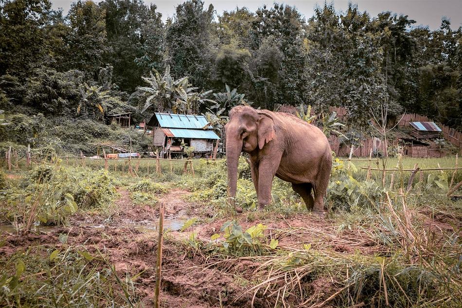 Mandalao Elephant Sanctuary, Luang Prabang, Laos
