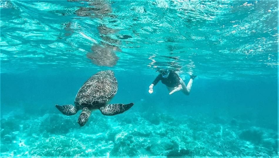 Apo Island turtle snorkeling