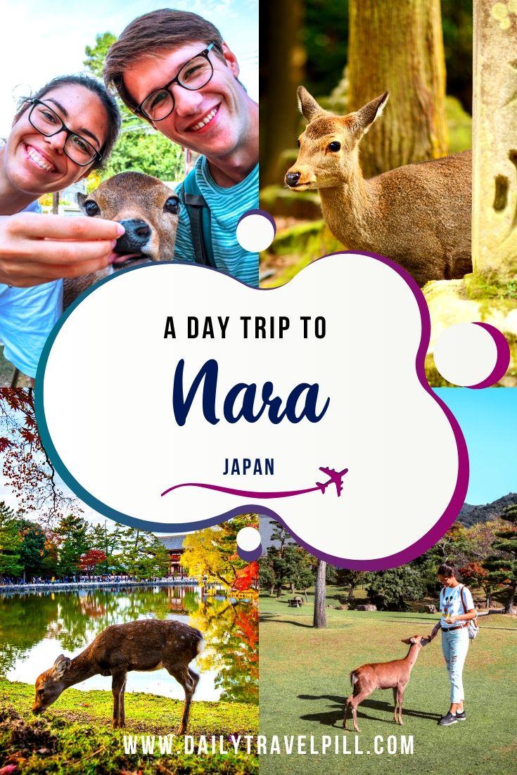 A day trip to Nara Deer Park, Japan