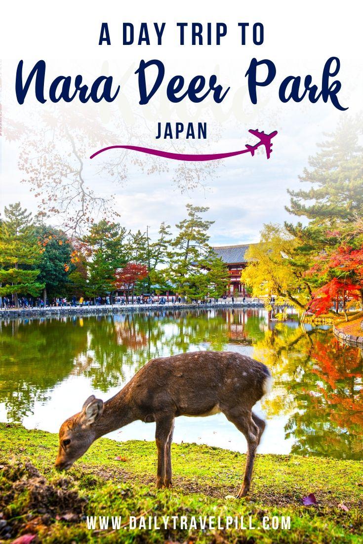 A day trip to Nara Deer Park, Japan