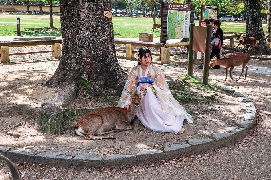 Japanese girl dressed in kimono near a deer at Nara Park, Japan