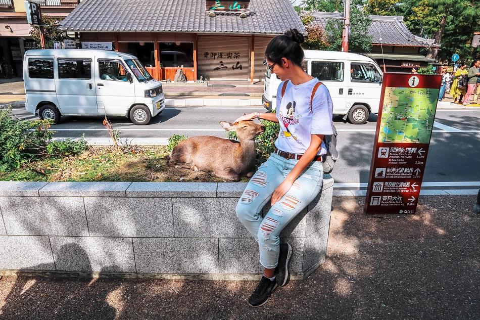 Tourist feeding the deer at Nara Park, Japan