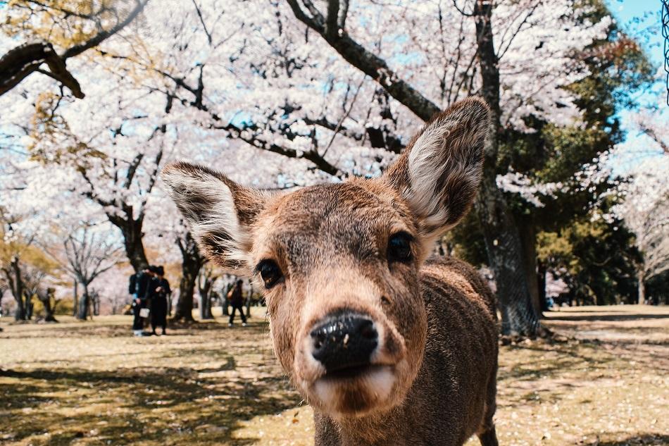 Deer selfie at Nara Park Japan