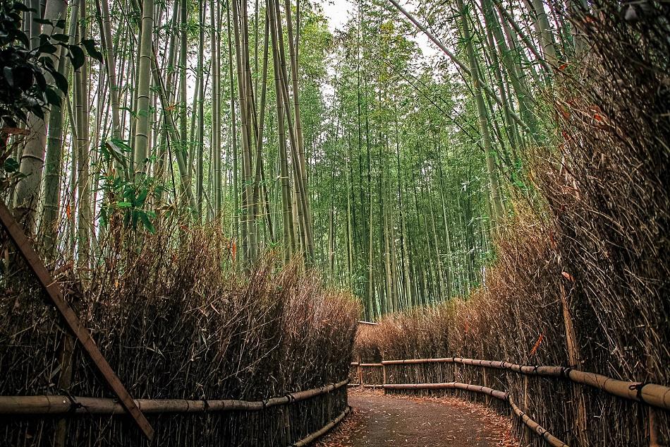 Kyoto Arashiyama Bamboo Forest