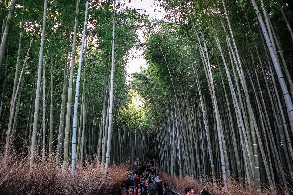 Crowds of tourists at Kyoto Arashiyama Bamboo Forest