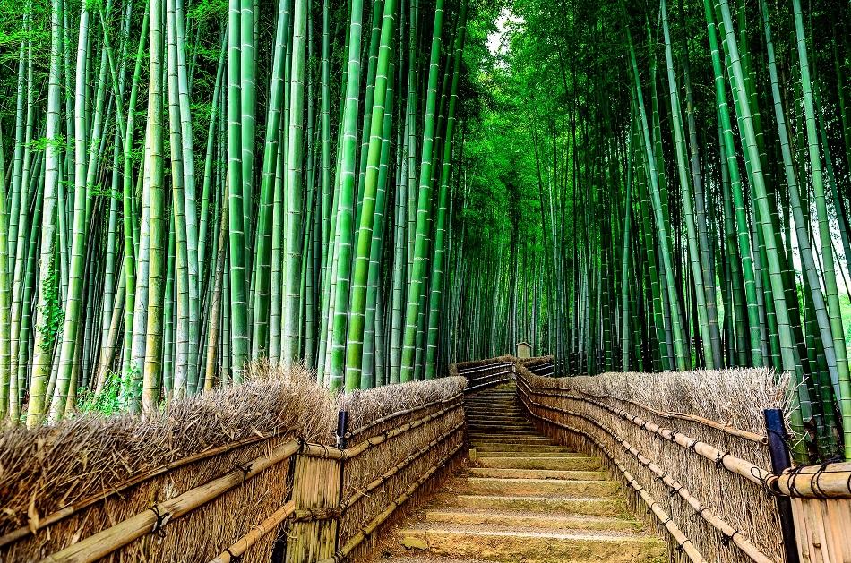 Arashiyama Bamboo Forest