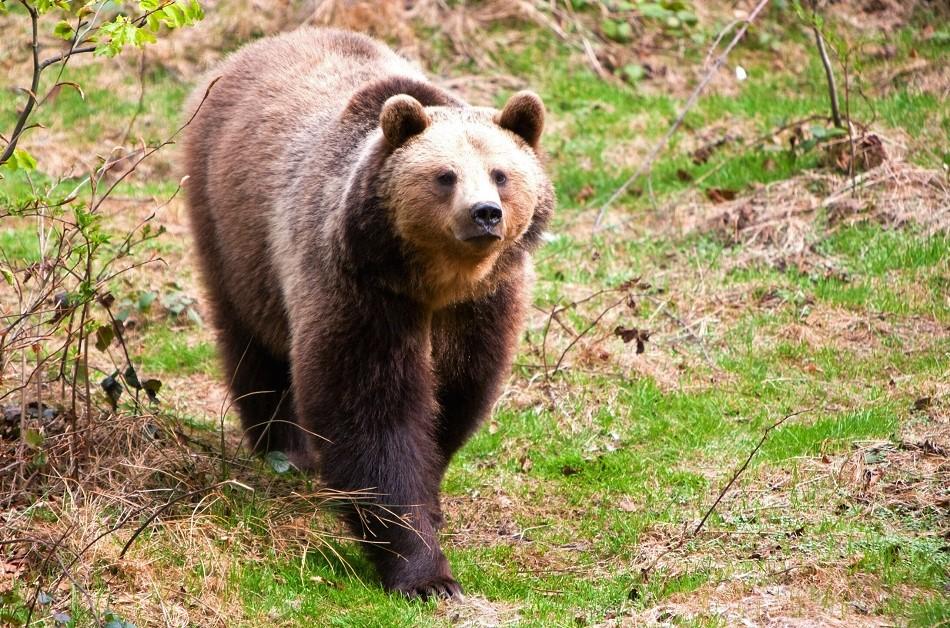 Brown bear Romania