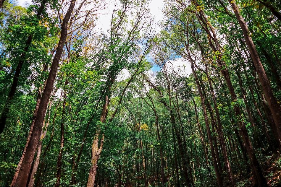 Bilar Loboc mahogany man-made forest in Bohol
