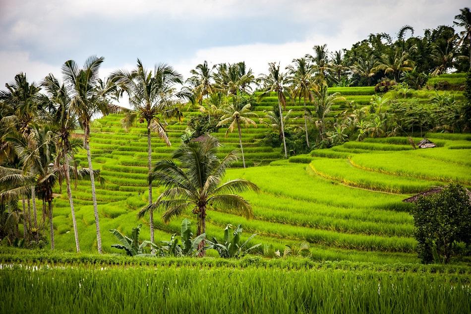 Bohol rice terraces