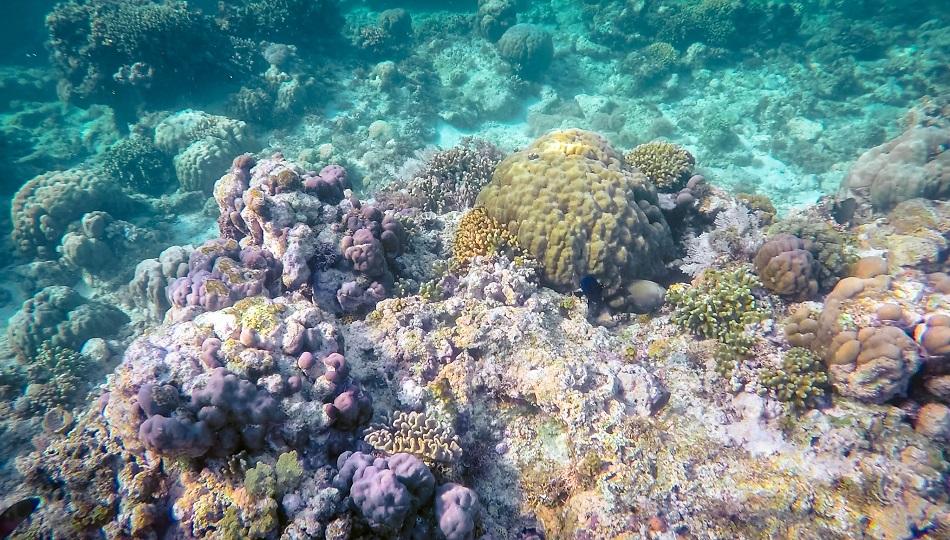 Apo Island Marine Reserve corals and marine life