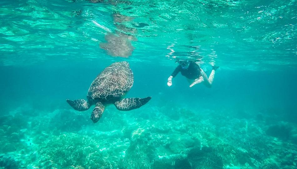 Girl snorkeling with turtle at Apo Island, Philippines