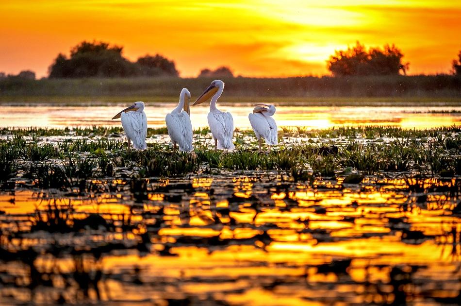 Danube Delta at sunset in Romania