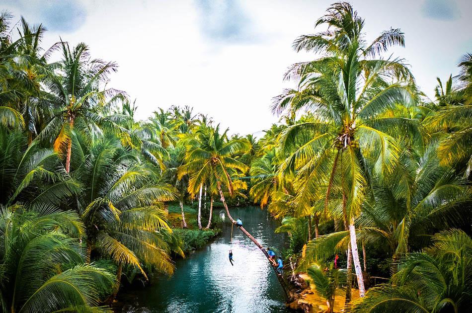 Locals on swing at Siargao Bent Palm Tree. Tall palm trees in Siargao