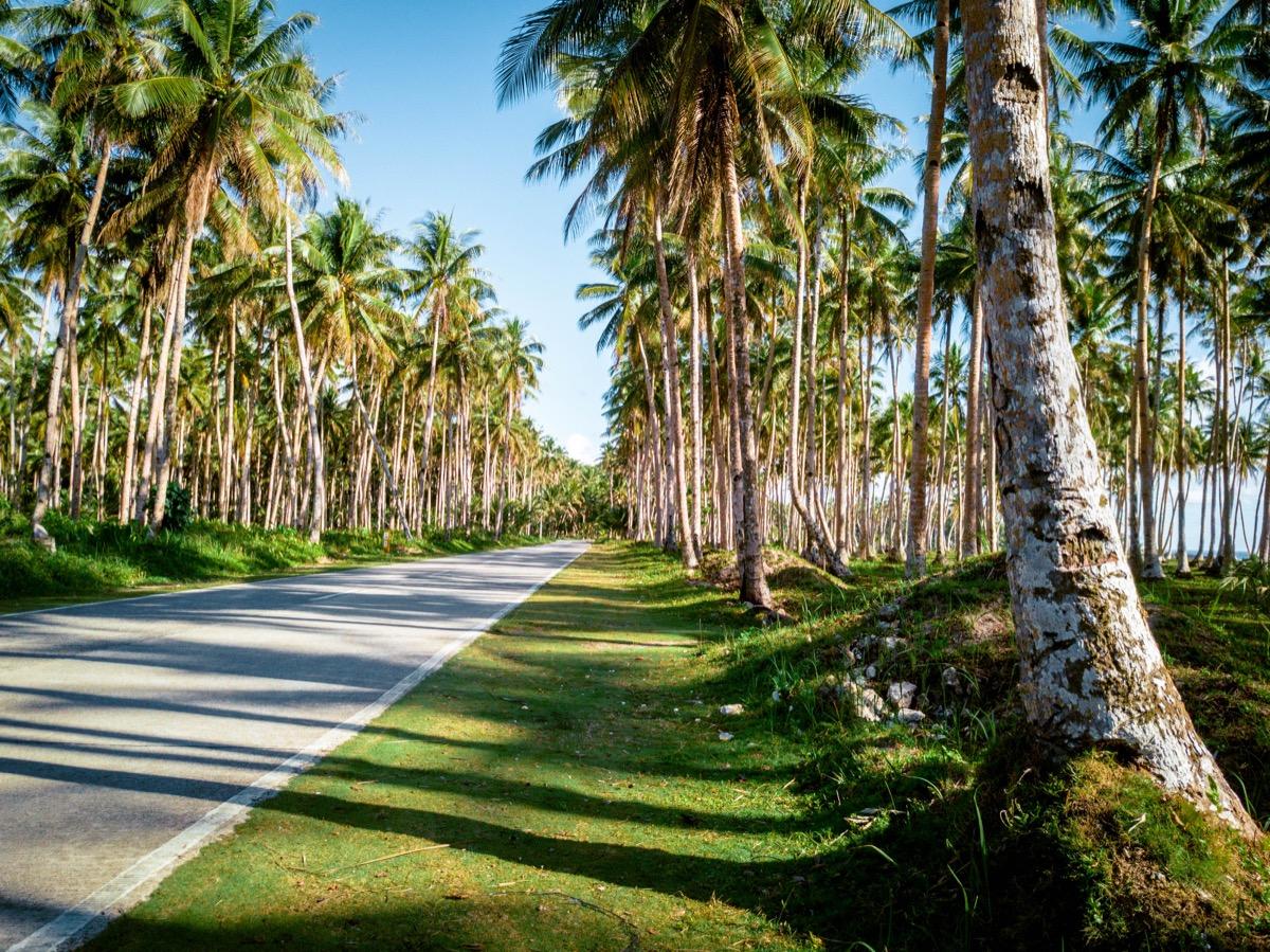 Palm tree road Siargao, Cocount Tree Road Siargao