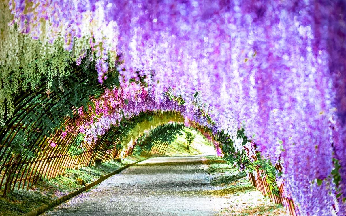 Kawachi Fuji Garden, Japan - most colorful destinations in the world, vibrant cities, colorful cities, colorful earth, vibrant places around the world