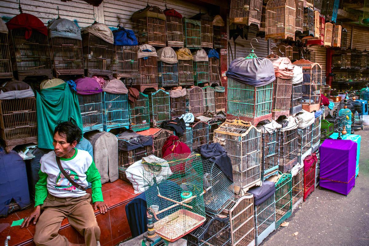 Animal Market Splindit in Malang, Java