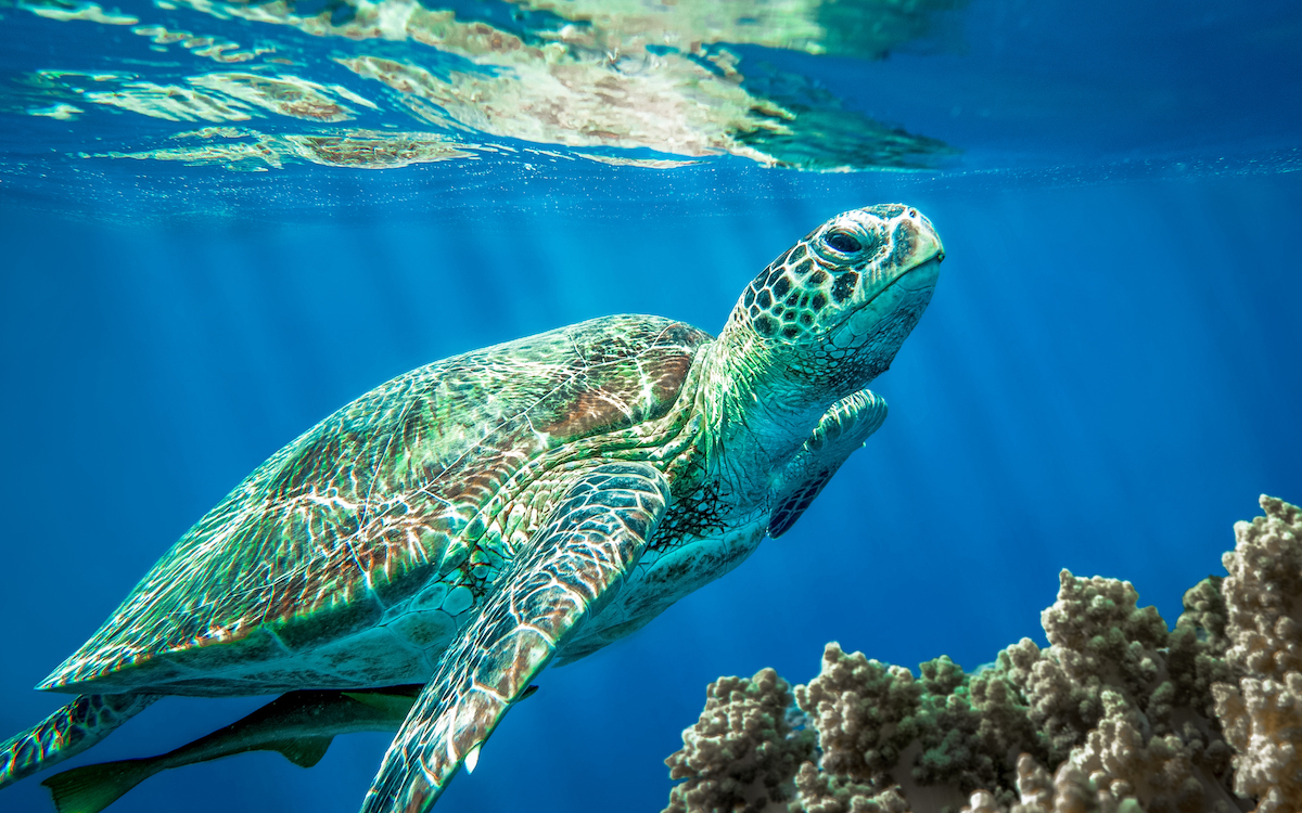 marathonisi Island zakynthos, turtle island zakynthos, zakynthos turtle snorkeling