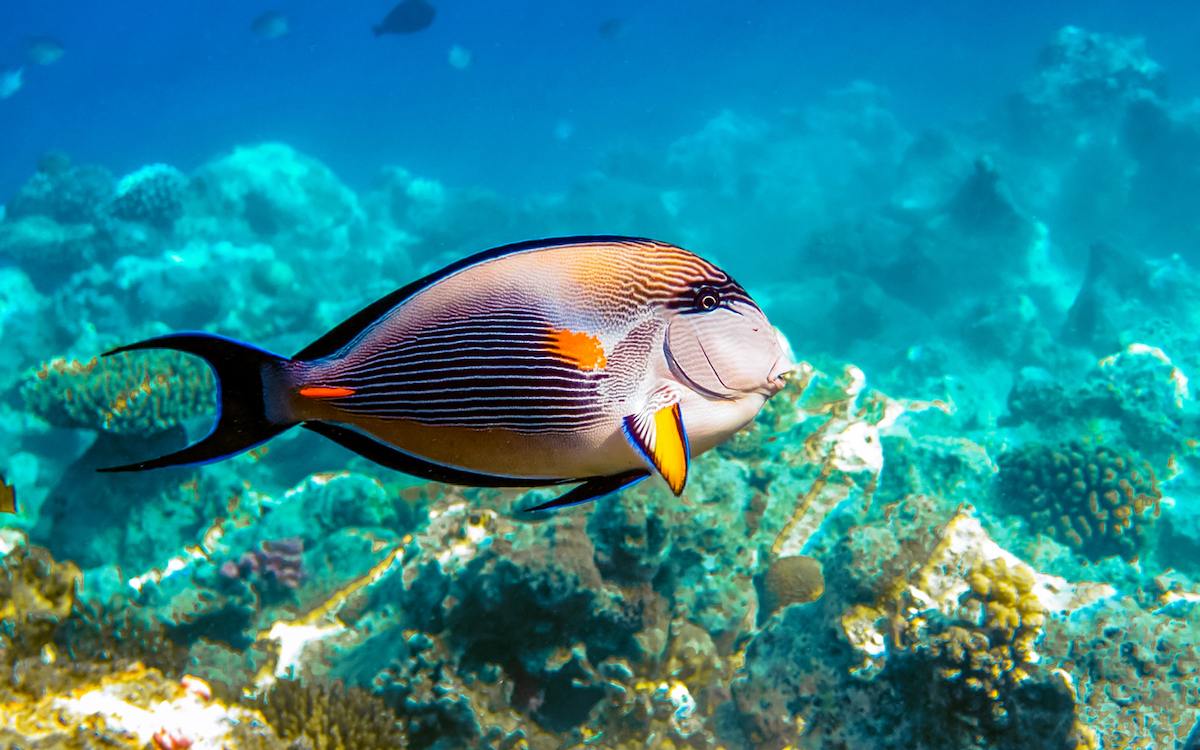 best snorkeling spots in Hurghada, best places for snorkeling in Hurghada, snorkeling in Hurghada, snorkeling places in Hurghada, Hurghada snorkeling places
